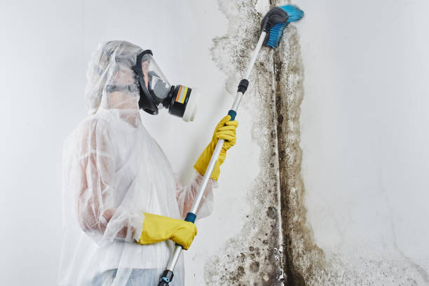 Best Attic Mold Removal  in Gordonsville, TN