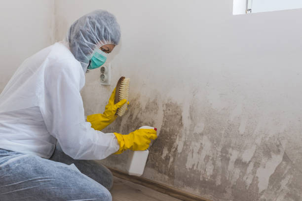 Best Toxic Mold Removal  in Gordonsville, TN