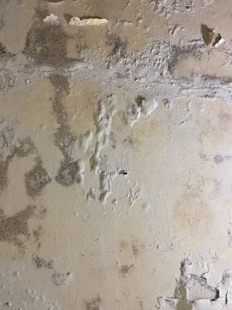 Best Mold Removal Process  in Gordonsville, TN