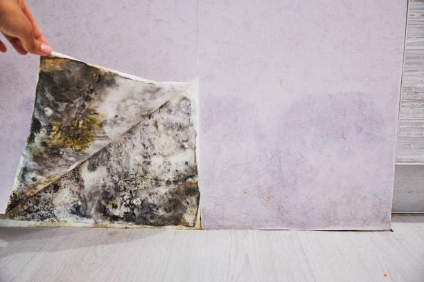 Best Certified Mold Removal  in Gordonsville, TN